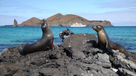 Seerobben auf Galapagos