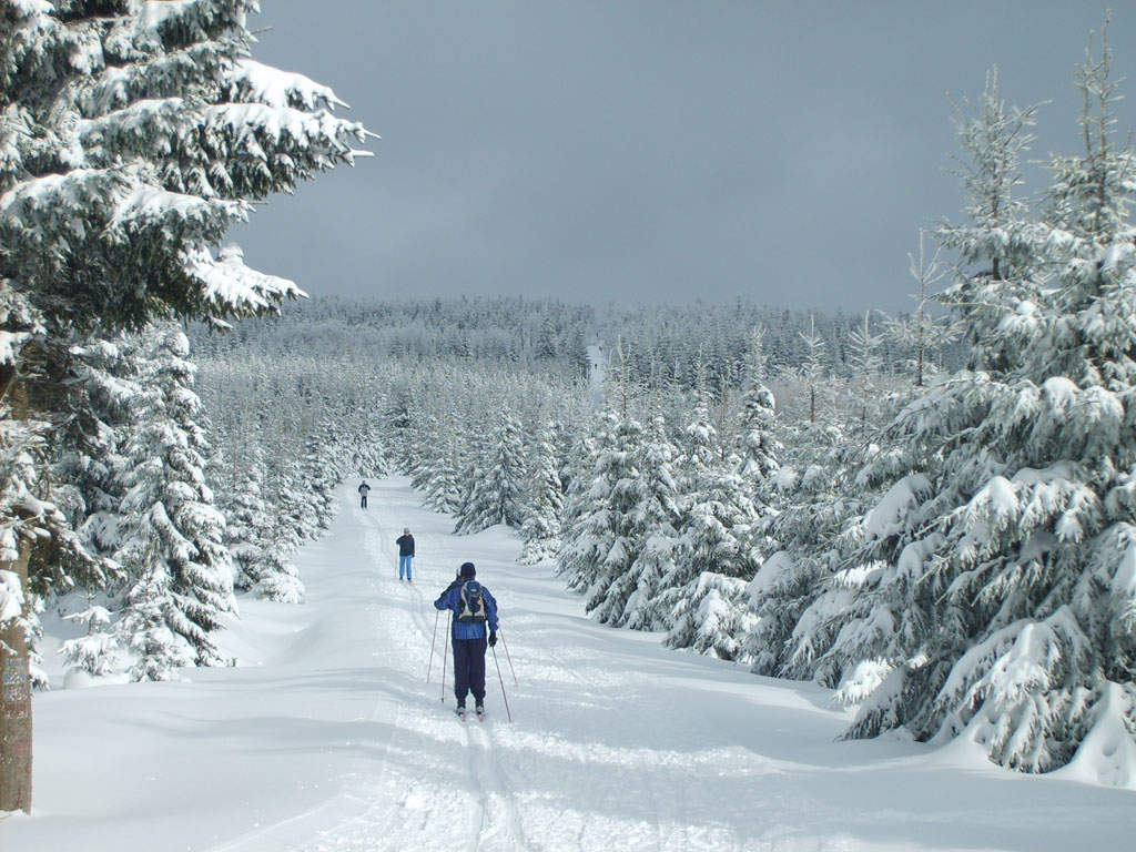 Auf Ski durch den Winterwald