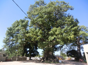 Riesige Baobabs sind in vielen Teilen des Landes zu finden