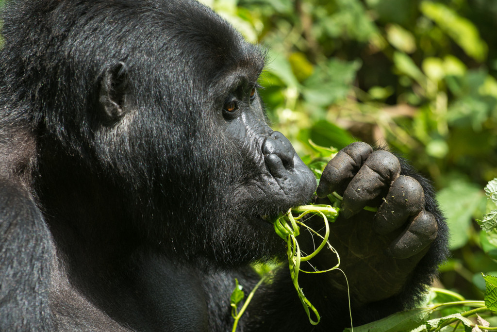 Uganda, Heimat der Berggorillas
