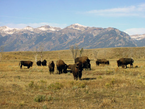 Gebirgskette im Grand Teton National Park, Wyoming