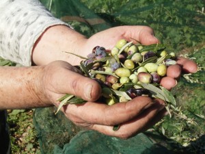 Kretisches Gold: Oliven sind auf Kreta besonders wertvoll