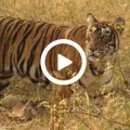 Tiger im Ranthambore-Nationalpark