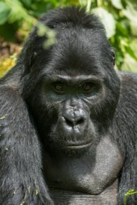 Auf Tuchfühlung mit den Silberrücken im Bwindi-Nationalpark