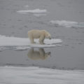 Eisbär - der König der Arktis