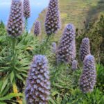 Egal ob im Juni oder in einem anderen Monat: auf Madeira blüht immer irgendetwas!