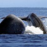 Eine Walbeobachtung am Hotspot Pico oder vor Sao Miguel darf bei einer Azoren-Reise nicht fehlen.