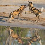 In Botswana lassen sich auch sehr seltene Tiere wie Wildhunde beobachten