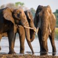 Afrika ohne Safari? Das geht natürlich nicht