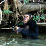 Die Schimpansen kommen bis ans Ufer und lassen sich beobachten