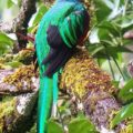 Quetzal - der Göttervogel der Maya