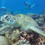 Wasserschildkröte auf Flores