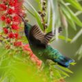 Kolibri, ©Ole Potinius