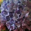 Farbenfrohe Hortensie