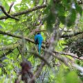 Quetzalweibchen