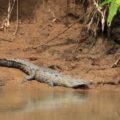 Krokodil bei Sierpe, Costa Rica