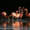 Flamingos im Naturschutzgebiet von Rio Lagartos