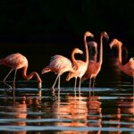Flamingos im Naturschutzgebiet von Rio Lagartos