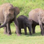 Elefanten im Udawalawe-NP