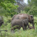 Auf Safari im Udawalawe-NP, Sri Lanka