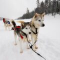 Neue Winterreisen im Hohen Norden: Huskytouren und Aktive Winterwoche neu im Programm ab Winter 2022/23!