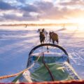 Aktive Winterwochen in Skandinavien – Schneeschuh, Husky, Ski, Rentier, Tretschlitten, Eisangeln ...