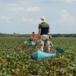 Durch die Seerosenfelder im Donaudelta, Rumänien