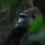 Ein Land im Regenwald – Afrikas bestgehütetes Naturgeheimnis