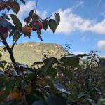 Frische Kakis aus dem Palazzo-Garten