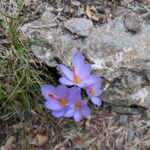 ...Safrankrokus (auch im Herbst ein blühender Hingucker :-) )...