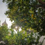 Herbst und Winter sind bei uns die Zeiten der Südfrüchte